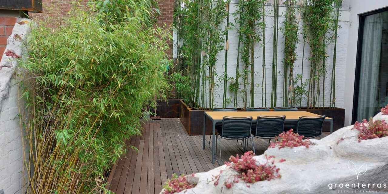 bamboo terrace